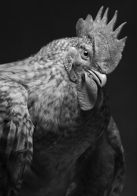 Tsarskoye Selo experimental population rooster